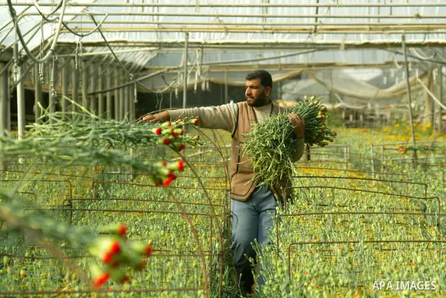 Palestinian farmers prepare flowers for export to the European countries at their flowers farm in Rafah in the southern Gaza Strip on February 14, 2011. Valentine's Day, celebrated on February 14, is named after the Chri...