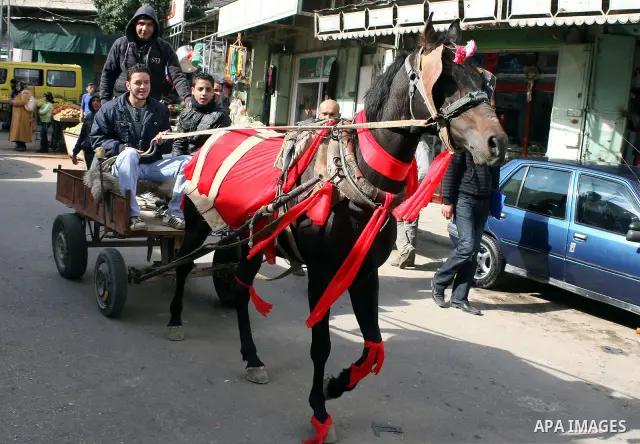Palestinian men ride a horse-drawn cart during Valentine's Day is celebrated on February 14 by many people throughout the world. In the West, it is the traditional day on which lovers express their love for each other by...