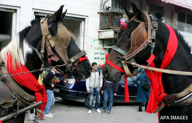 Palestinian men ride a horse-drawn cart during Valentine's Day is celebrated on February 14 by many people throughout the world. In the West, it is the traditional day on which lovers express their love for each other by...