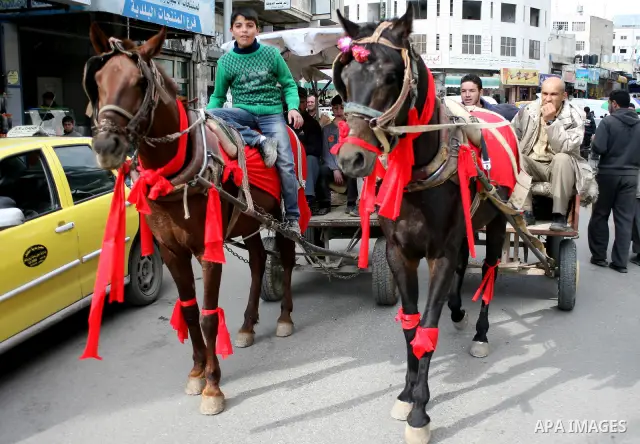 Palestinian men ride a horse-drawn cart during Valentine's Day is celebrated on February 14 by many people throughout the world. In the West, it is the traditional day on which lovers express their love for each other by...