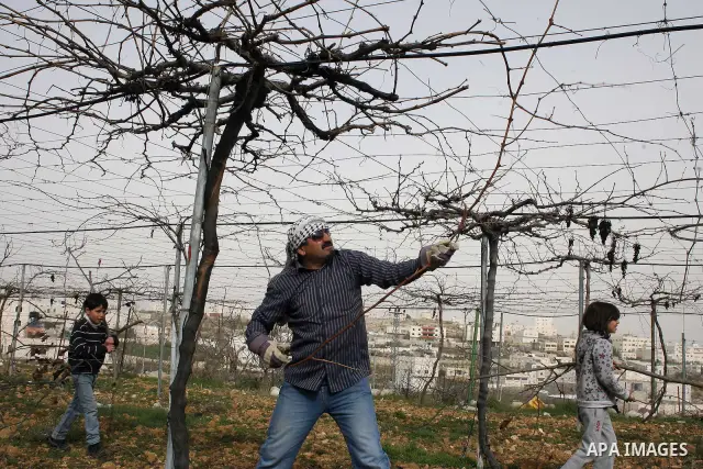 A Palestinian farmer is cutting the peaches trees at Hashlamoun farm in the West Bank city of Hebron, February 15, 2011. Palestinian farmers usually cut their trees in this time of the year by using special kinds of tool...