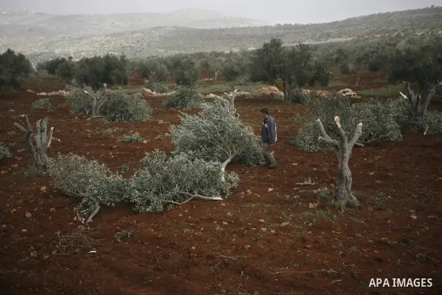 A Palestinian man carries a branch of an olive tree farmers say was cut overnight by Jewish settlers, in the northern West Bank village of Doma ner nablus , Feb. 20, 2011 . Photo by Wagdi Eshtayah