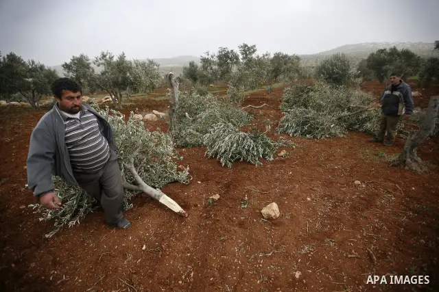 A Palestinian man carries a branch of an olive tree farmers say was cut overnight by Jewish settlers, in the northern West Bank village of Doma ner nablus , Feb. 20, 2011 . Photo by Wagdi Eshtayah