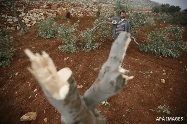 A Palestinian man carries a branch of an olive tree farmers say was cut overnight by Jewish settlers, in the northern West Bank village of Doma ner nablus , Feb. 20, 2011 . Photo by Wagdi Eshtayah