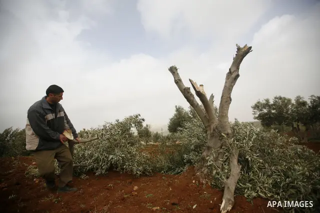 A Palestinian man carries a branch of an olive tree farmers say was cut overnight by Jewish settlers, in the northern West Bank village of Doma ner nablus , Feb. 20, 2011 . Photo by Wagdi Eshtayah