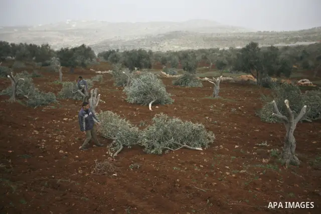 A Palestinian man carries a branch of an olive tree farmers say was cut overnight by Jewish settlers, in the northern West Bank village of Doma ner nablus , Feb. 20, 2011 . Photo by Wagdi Eshtayah