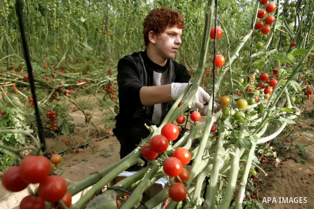 A Palestinian youth picks cherry tomatoes at a field in the southern Gaza Strip on March 02, 2011. Israel has granted special approval for the export of a small amount of Palestinian tomatoes from the Gaza Strip to the E...