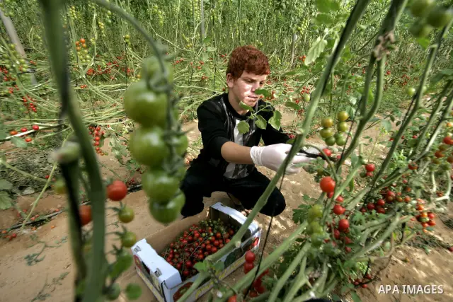 A Palestinian youth picks cherry tomatoes at a field in the southern Gaza Strip on March 02, 2011. Israel has granted special approval for the export of a small amount of Palestinian tomatoes from the Gaza Strip to the E...