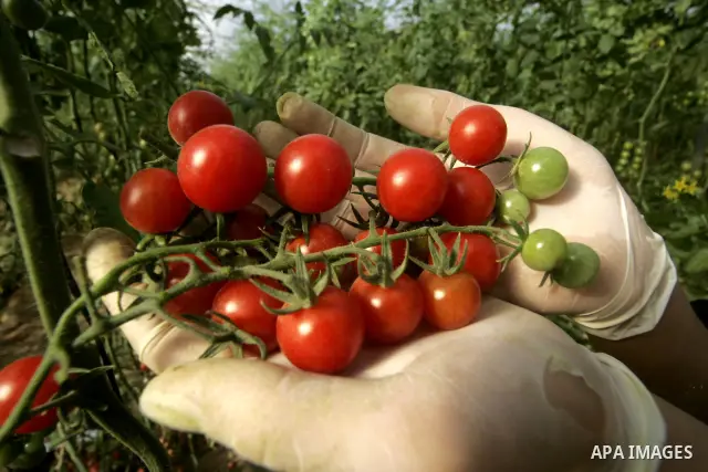 A Palestinian youth picks cherry tomatoes at a field in the southern Gaza Strip on March 02, 2011. Israel has granted special approval for the export of a small amount of Palestinian tomatoes from the Gaza Strip to the E...