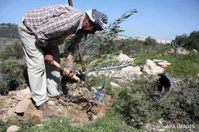 Palestinian take part to plant olive trees during a protest against Israel's controversial separation barrier in the West Bank village of Al Waljeh, near the biblical town of Bethlehem on March 04, 2011.Israel says the n...