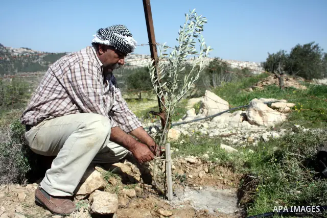 Palestinian take part to plant olive trees during a protest against Israel's controversial separation barrier in the West Bank village of Al Waljeh, near the biblical town of Bethlehem on March 04, 2011.Israel says the n...