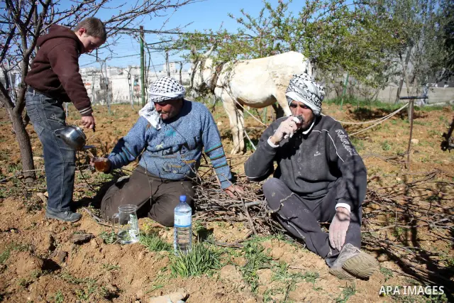 Palestinian farmers ride a donkey to plow a field in . Palestinian farmers usually plow their fields in this time of the year by using special kinds of tools which are archaic and modern. Most of them depend on there kno...