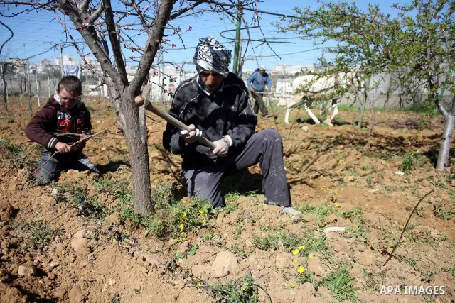 Palestinian farmers ride a donkey to plow a field in . Palestinian farmers usually plow their fields in this time of the year by using special kinds of tools which are archaic and modern. Most of them depend on there kno...