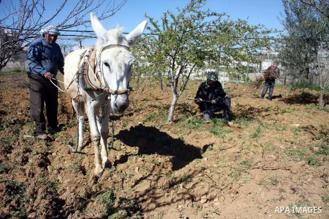 Palestinian farmers ride a donkey to plow a field in . Palestinian farmers usually plow their fields in this time of the year by using special kinds of tools which are archaic and modern. Most of them depend on there kno...