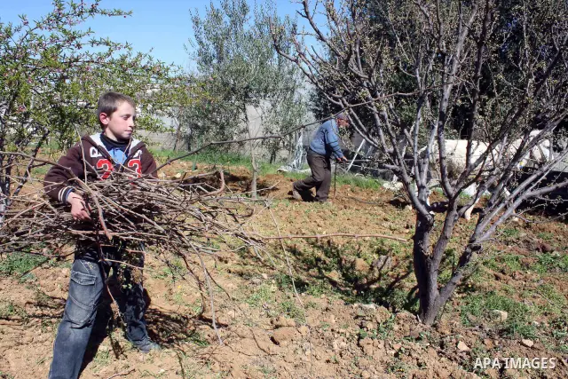 Palestinian farmers ride a donkey to plow a field in . Palestinian farmers usually plow their fields in this time of the year by using special kinds of tools which are archaic and modern. Most of them depend on there kno...