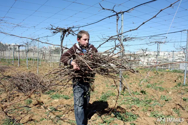 Palestinian farmers ride a donkey to plow a field in . Palestinian farmers usually plow their fields in this time of the year by using special kinds of tools which are archaic and modern. Most of them depend on there kno...