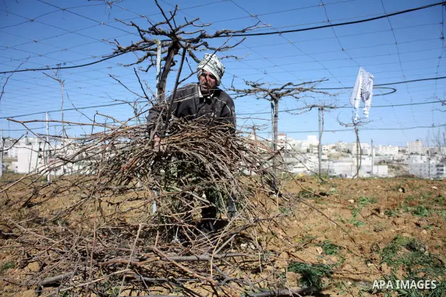Palestinian farmers ride a donkey to plow a field in . Palestinian farmers usually plow their fields in this time of the year by using special kinds of tools which are archaic and modern. Most of them depend on there kno...