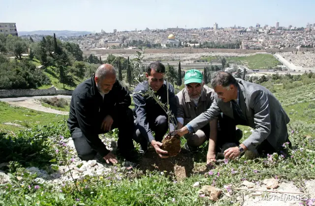 Sheikh Raed Salah and other Palestinians plant olive trees at the Mount of Olives, in East Jerusalem to mark the Land Day on March 30,2011, as hundreds of people across Israel and Palestinian territories were holding a s...