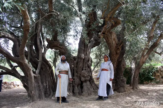 Palestinians plant olive tree near a Walajah's giant ancient olive tree, which the residents of the West Bank village say is the oldest in the Palestinian territories on April 03,2011, while Israeli earthmovers tear up a...