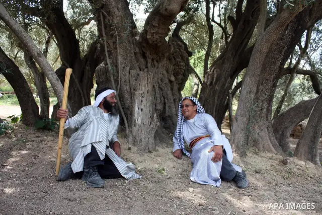 Palestinians plant olive tree near a Walajah's giant ancient olive tree, which the residents of the West Bank village say is the oldest in the Palestinian territories on April 03,2011, while Israeli earthmovers tear up a...
