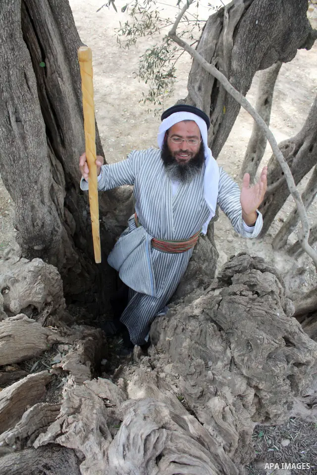 Palestinians plant olive tree near a Walajah's giant ancient olive tree, which the residents of the West Bank village say is the oldest in the Palestinian territories on April 03,2011, while Israeli earthmovers tear up a...