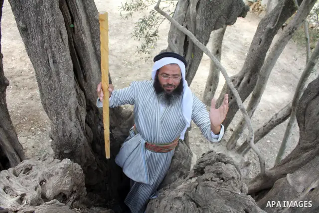 Palestinians plant olive tree near a Walajah's giant ancient olive tree, which the residents of the West Bank village say is the oldest in the Palestinian territories on April 03,2011, while Israeli earthmovers tear up a...