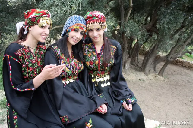 Palestinians plant olive tree near a Walajah's giant ancient olive tree, which the residents of the West Bank village say is the oldest in the Palestinian territories on April 03,2011, while Israeli earthmovers tear up a...