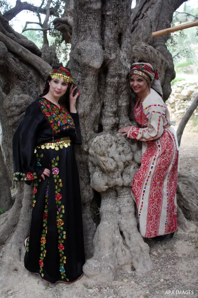Palestinians plant olive tree near a Walajah's giant ancient olive tree, which the residents of the West Bank village say is the oldest in the Palestinian territories on April 03,2011, while Israeli earthmovers tear up a...