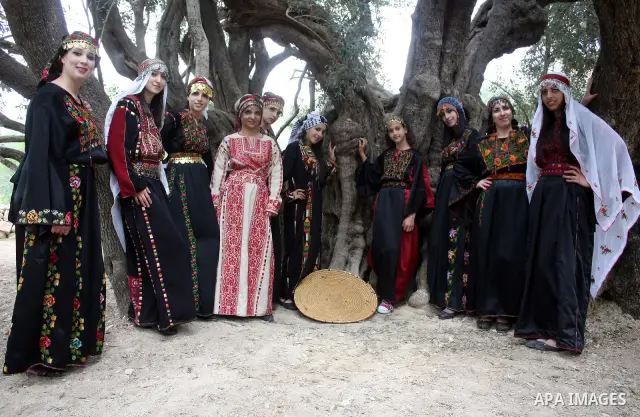 Palestinians plant olive tree near a Walajah's giant ancient olive tree, which the residents of the West Bank village say is the oldest in the Palestinian territories on April 03,2011, while Israeli earthmovers tear up a...