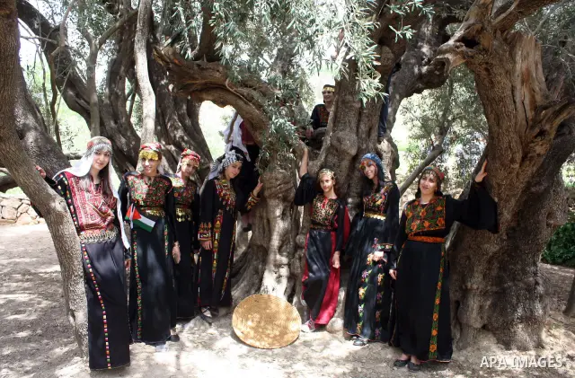 Palestinians plant olive tree near a Walajah's giant ancient olive tree, which the residents of the West Bank village say is the oldest in the Palestinian territories on April 03,2011, while Israeli earthmovers tear up a...