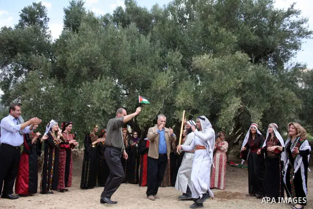 Palestinians plant olive trees near a Walajah's giant ancient olive tree, which the residents of the West Bank village say is the oldest in the Palestinian territories on April 03,2011, while Israeli earthmovers tear up...