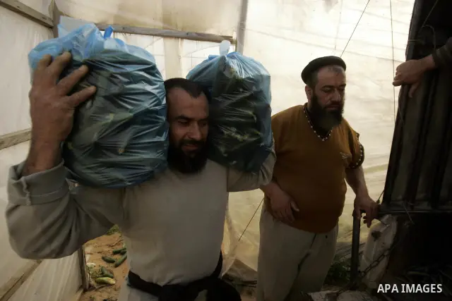 A Palestinian farmer harvests cucumber from his farm in Rafah, southern Gaza Strip on April 11, 2011. Gaza's farmers are entering their fifth year of export restrictions, imposed by Israel after the Islamic Hamas party t...