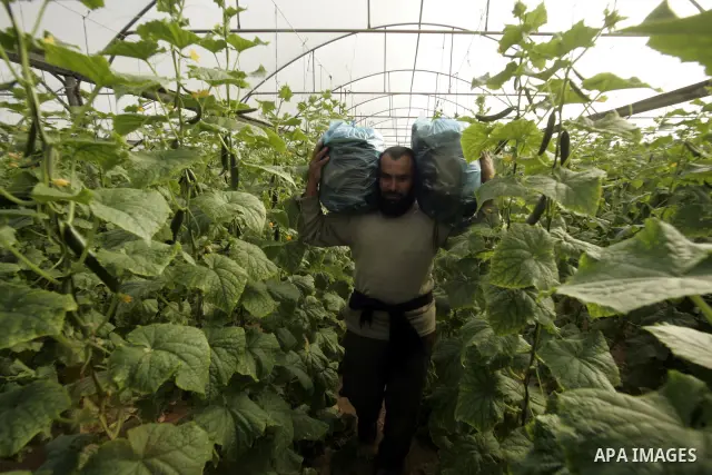 A Palestinian farmer harvests cucumber from his farm in Rafah, southern Gaza Strip on April 11, 2011. Gaza's farmers are entering their fifth year of export restrictions, imposed by Israel after the Islamic Hamas party t...