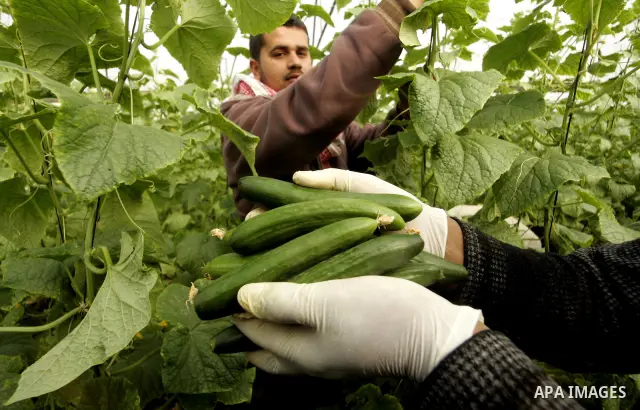A Palestinian farmer harvests cucumber from his farm in Rafah, southern Gaza Strip on April 11, 2011. Gaza's farmers are entering their fifth year of export restrictions, imposed by Israel after the Islamic Hamas party t...