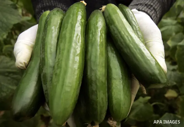 A Palestinian farmer harvests cucumber from his farm in Rafah, southern Gaza Strip on April 11, 2011. Gaza's farmers are entering their fifth year of export restrictions, imposed by Israel after the Islamic Hamas party t...