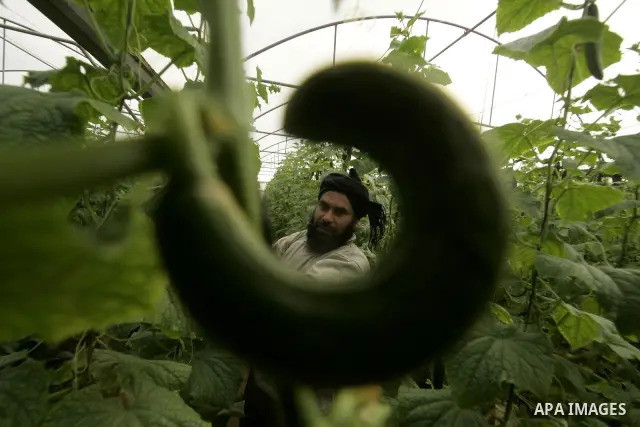 A Palestinian farmer harvests cucumber from his farm in Rafah, southern Gaza Strip on April 11, 2011. Gaza's farmers are entering their fifth year of export restrictions, imposed by Israel after the Islamic Hamas party t...