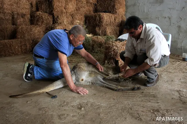 Palestinians help a Kangaroo at the zoo in the West Bank city of Qalqilya, on April 12, 2011. A Hippo is presented by The Israeli zoo of Ramat-Gan as a gift to the only zoo of Qalqilya in the West Bank. Photo by Wagdi Es...