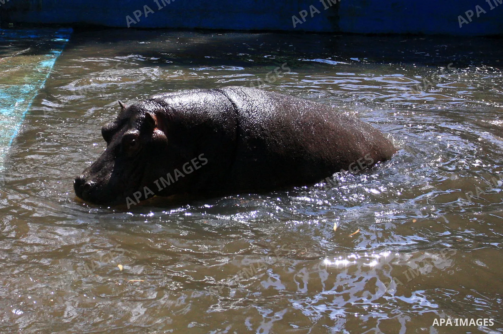 Palestinians watch a Hippo at the zoo in the West Bank city of Qalqilya, on April 12, 2011. The Hippo is presented by The Israeli zoo of Ramat-Gan as a gift to the only zoo of Qalqilya in the West Bank. Photo by Wagdi Es...