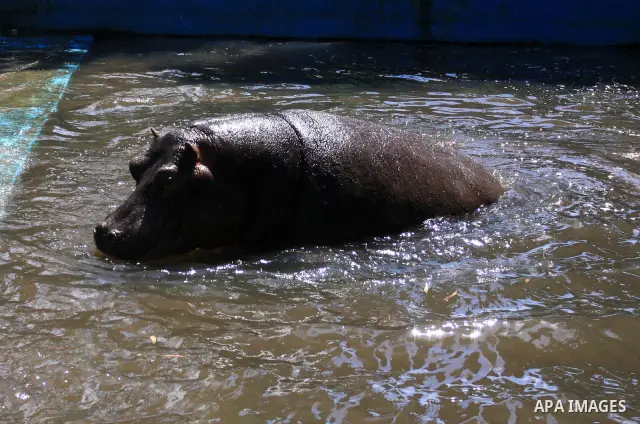 Palestinians watch a Hippo at the zoo in the West Bank city of Qalqilya, on April 12, 2011. The Hippo is presented by The Israeli zoo of Ramat-Gan as a gift to the only zoo of Qalqilya in the West Bank. Photo by Wagdi Es...