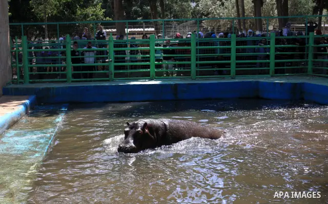 Palestinians watch a Hippo at the zoo in the West Bank city of Qalqilya, on April 12, 2011. The Hippo is presented by The Israeli zoo of Ramat-Gan as a gift to the only zoo of Qalqilya in the West Bank. Photo by Wagdi Es...