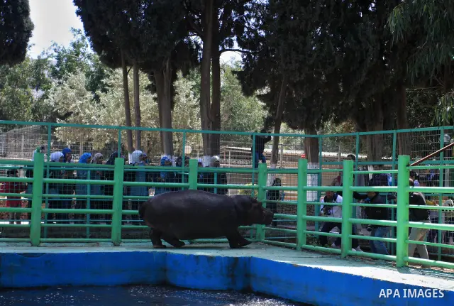 Palestinians watch a Hippo at the zoo in the West Bank city of Qalqilya, on April 12, 2011. The Hippo is presented by The Israeli zoo of Ramat-Gan as a gift to the only zoo of Qalqilya in the West Bank. Photo by Wagdi Es...