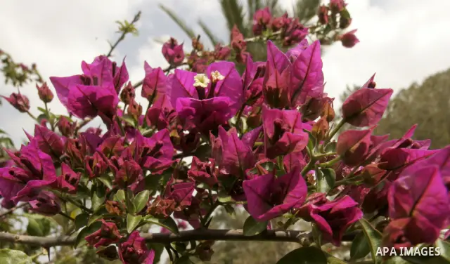 A flower is seen at a garden on April 13, 2011 in Rafah, southern Gaza Strip , as the sky is blue and sunny. Photo by Abed Rahim Khatib