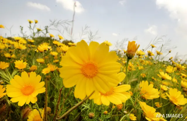 A flower is seen at a garden on April 13, 2011 in Rafah, southern Gaza Strip , as the sky is blue and sunny. Photo by Abed Rahim Khatib