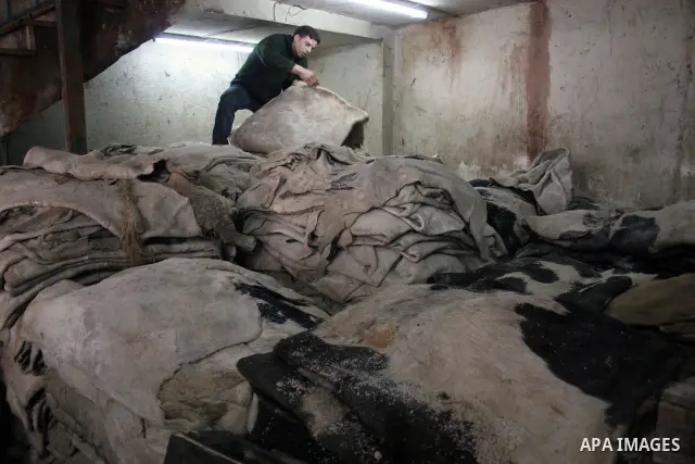 A Palestinian holds a piece of leather, some meant to be transported to Israel, Europe unions and Gaza strip at Palestine Tanning Factory in the West Bank city of Hebron April 14, 2011. Cattle owners in Hebron, the West...