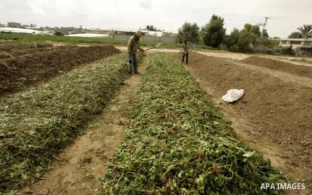 In this photo taken on April 21, 2011, Palestinian farmers work in turning the household garbage and the remains of plants into compost for farming in stead of the chemical fertilizers in the southern Gaza Strip town of...