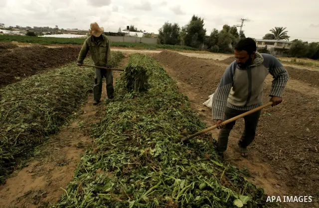 In this photo taken on April 21, 2011, Palestinian farmers work in turning the household garbage and the remains of plants into compost for farming in stead of the chemical fertilizers in the southern Gaza Strip town of...