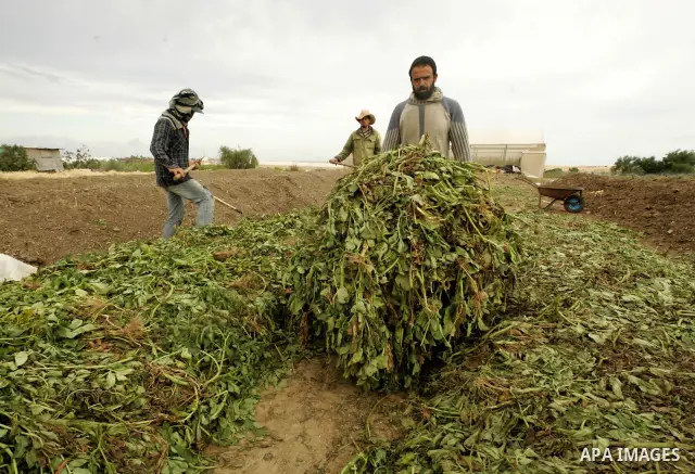 In this photo taken on April 21, 2011, Palestinian farmers work in turning the household garbage and the remains of plants into compost for farming in stead of the chemical fertilizers in the southern Gaza Strip town of...
