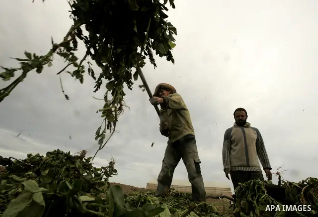 In this photo taken on April 21, 2011, Palestinian farmers work in turning the household garbage and the remains of plants into compost for farming in stead of the chemical fertilizers in the southern Gaza Strip town of...