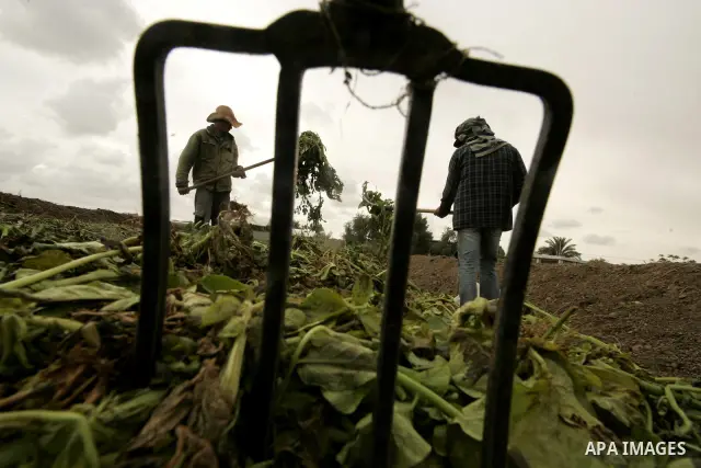 In this photo taken on April 21, 2011, Palestinian farmers work in turning the household garbage and the remains of plants into compost for farming in stead of the chemical fertilizers in the southern Gaza Strip town of...