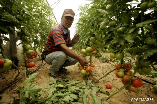 In this photo taken on April 21, 2011, Palestinian farmers work in turning the household garbage and the remains of plants into compost for farming in stead of the chemical fertilizers in the southern Gaza Strip town of...